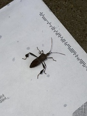 Leptoglossus oppositus