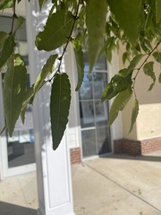 Zelkova