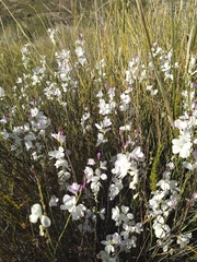 Heliophila juncea