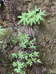 Lygodium palmatum
