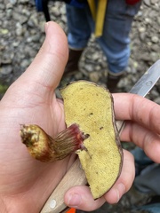 Xerocomellus zelleri