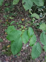 Prunus padus