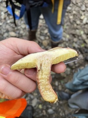 Xerocomellus zelleri