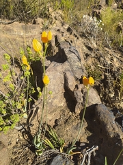 Ornithogalum dubium