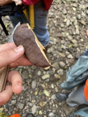 Xerocomellus zelleri