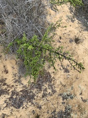Ceanothus cuneatus