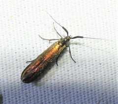 Coleophora mayrella