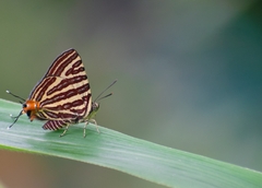 Cigaritis lohita