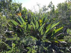 Strelitzia reginae