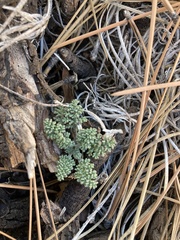 Chaenactis douglasii