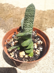Gasteria bicolor