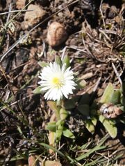 Trichodiadema orientale