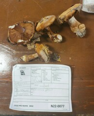 Cortinarius violaceoflavescens