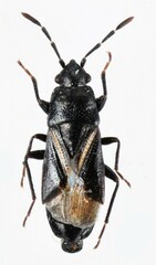 Aoploscelis bivirgatus