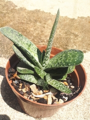Gasteria bicolor