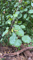 Rhamnus cathartica