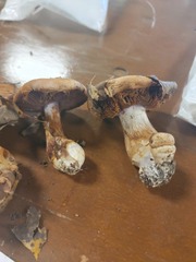 Cortinarius violaceoflavescens