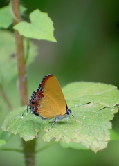 Heliophorus