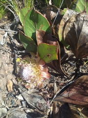 Protea acaulos