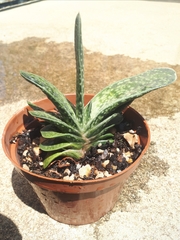 Gasteria bicolor