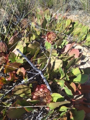 Protea acaulos