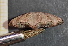 Flexopecten flexuosus