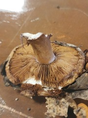 Cortinarius violaceoflavescens