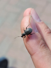 Otiorhynchus meridionalis