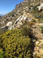 Leucadendron arcuatum
