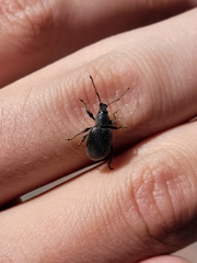 Otiorhynchus meridionalis