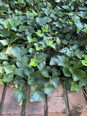 Hedera helix