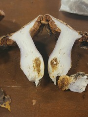 Cortinarius violaceoflavescens