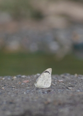 Pierinae