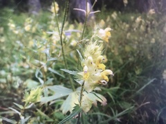 Rhinanthus glacialis