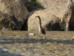 Tigrisoma fasciatum