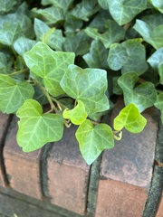 Hedera helix