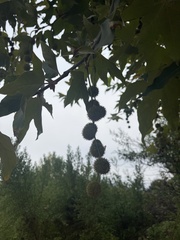 Platanus