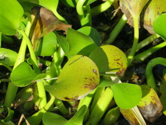 Ischnura