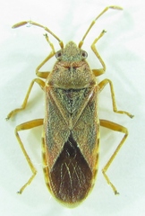 Arocatus longiceps