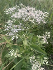 Eupatorium