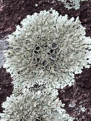 Flavoparmelia baltimorensis