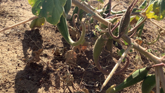 Proboscidea louisianica