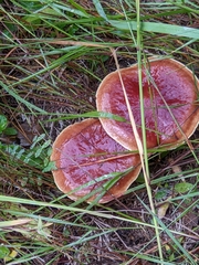 Suillus clintonianus