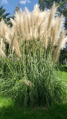 Cortaderia