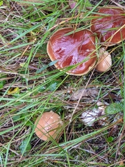 Suillus clintonianus