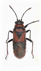 Arocatus melanocephalus