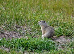 Urocitellus richardsonii