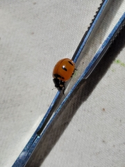 Coccinella transversoguttata