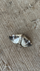 Elaphria chalcedonia