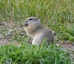 Urocitellus richardsonii